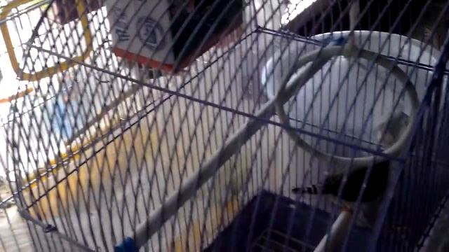 амадины смотреть онлайн
