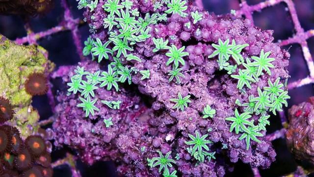 Frag Tank Walkthrough \\ What's In the Bed's Episode 1 смотреть онлайн