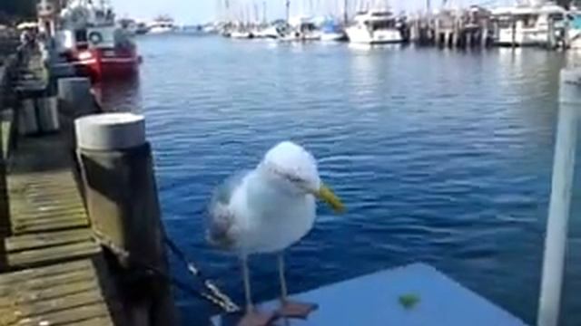 Möwe in Warnemünde. смотреть онлайн