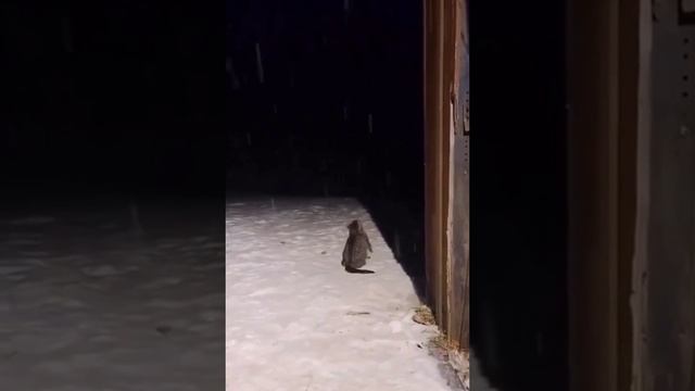 Котик и снег смотреть онлайн