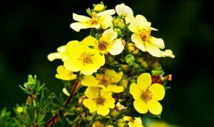 «Лапчатка кустарниковая» РЕЛАКС АРТ-ТЕРАПИЯ ИМПРОВИЗАЦИЯ композитор Виктор Анохин #flowers #music