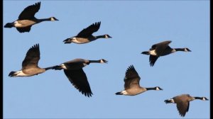 У дикого Гуся могучие крылья - группа Фавор