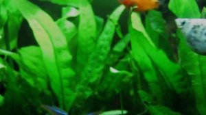 canon powershot A495 test