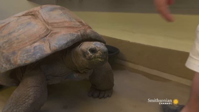 Do Tortoises Like Being Touched? смотреть онлайн