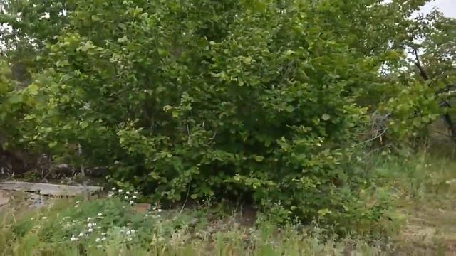 в" моём "лесу смотреть онлайн