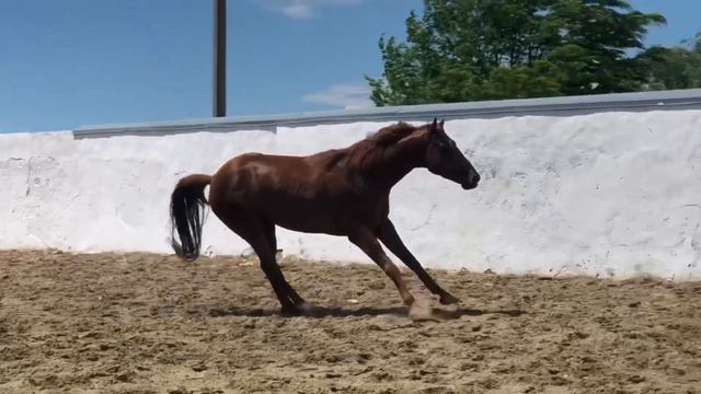 ЖЕРЕБЕЦ - ПРОИЗВОДИТЕЛЬ БАЛТИК 2015г.р.(Агдам-Бейдана) Предлагается для случки +79883400208 WhatsAp