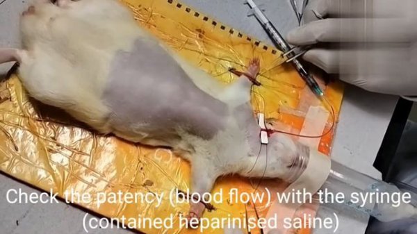 "Jugular Vein Cannulation" in Rats (For blood sampling/ IV dosing)... Easy method....