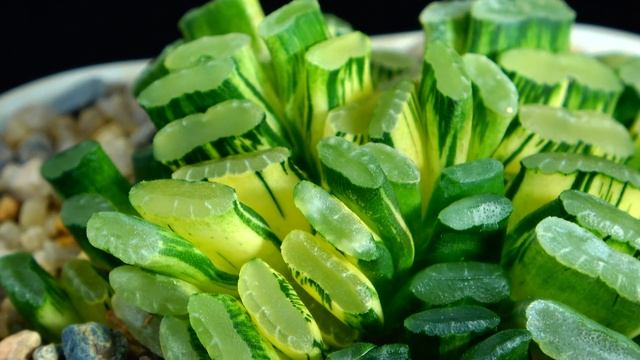 Haworthia Truncata Variegated