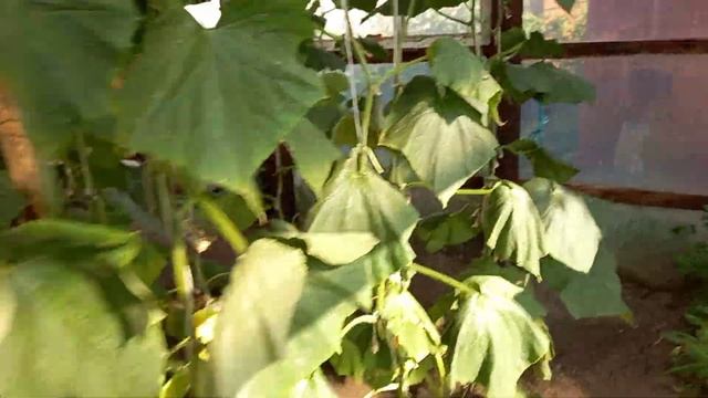 Томат Махитос смотреть онлайн