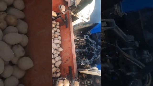 #МТЗ 80 БЕЛАРУС# ПОСАДКА КАРТОФЕЛЯ 2022# смотреть онлайн