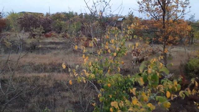 Львы неразлучники нас провожают🦁❤🌿 смотреть онлайн