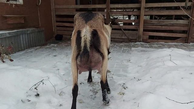 Чистопородная альпийская коза Верба, второй окот смотреть онлайн