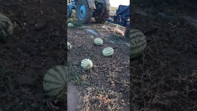 Бьём семена арбуза. Сорт Продюсер. смотреть онлайн