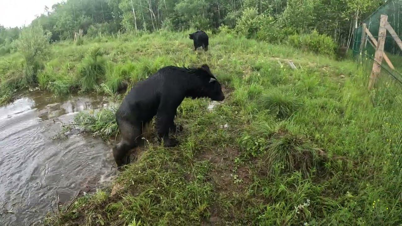 Дуся сбросила Буржуя в воду. смотреть онлайн