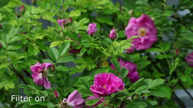 Neewer Variable ND Filter and CPL 2 in 1 смотреть онлайн