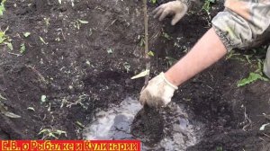 Сажаем черешню Крупноплодную. Как посадить черешню чтоб она прижилась на даче.