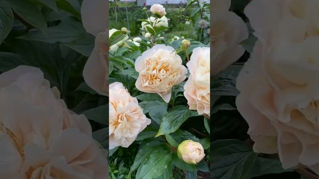 Pion Peony paeonia ’Elsa von Brabant’ смотреть онлайн