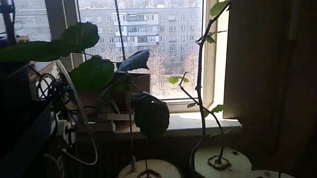 15 дней без ухода гидропоника смотреть онлайн