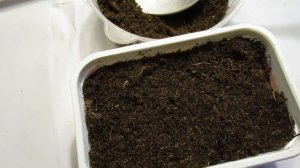 10 01 21г  Посев семян княжиков и их всходы