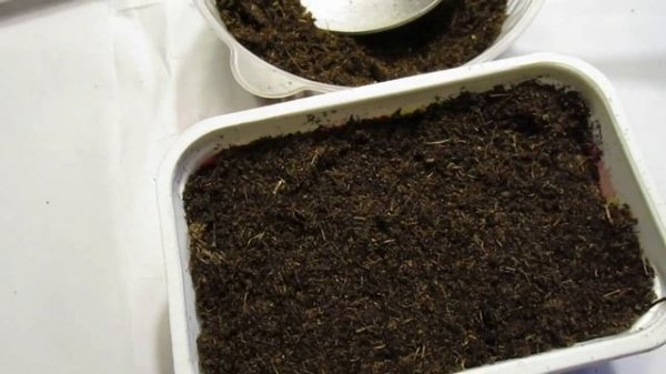 10 01 21г  Посев семян княжиков и их всходы