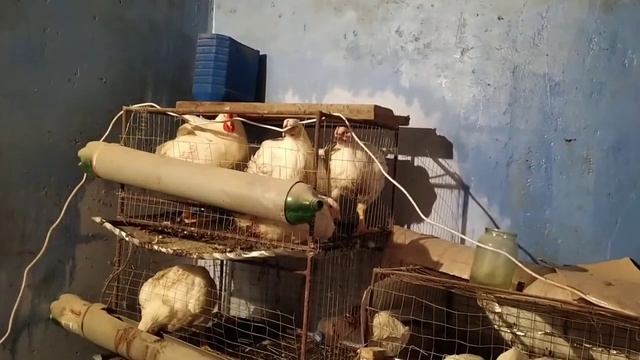 Бройлеры, выращивание и содержание! Самый большой Бройлер в 54 дня смотреть онлайн