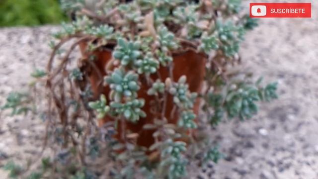 MI PEQUEÑO SEDUM BLUE Carpet Hoy tendra nueva casa ? #sedumbluecarpet #sedum , смотреть онлайн