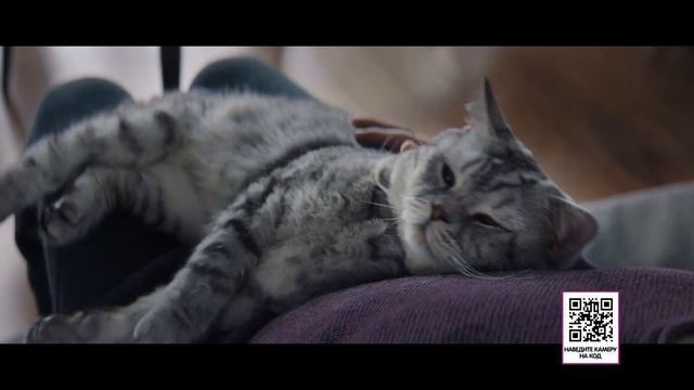 02 12 Whiskas 15s Preview HQ смотреть онлайн
