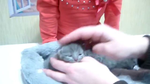 Наша кошка родила котят! Вероника знакомит с пушистыми малышами #funnycats смотреть онлайн