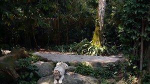 10 Самых Сильных Животных в Мире