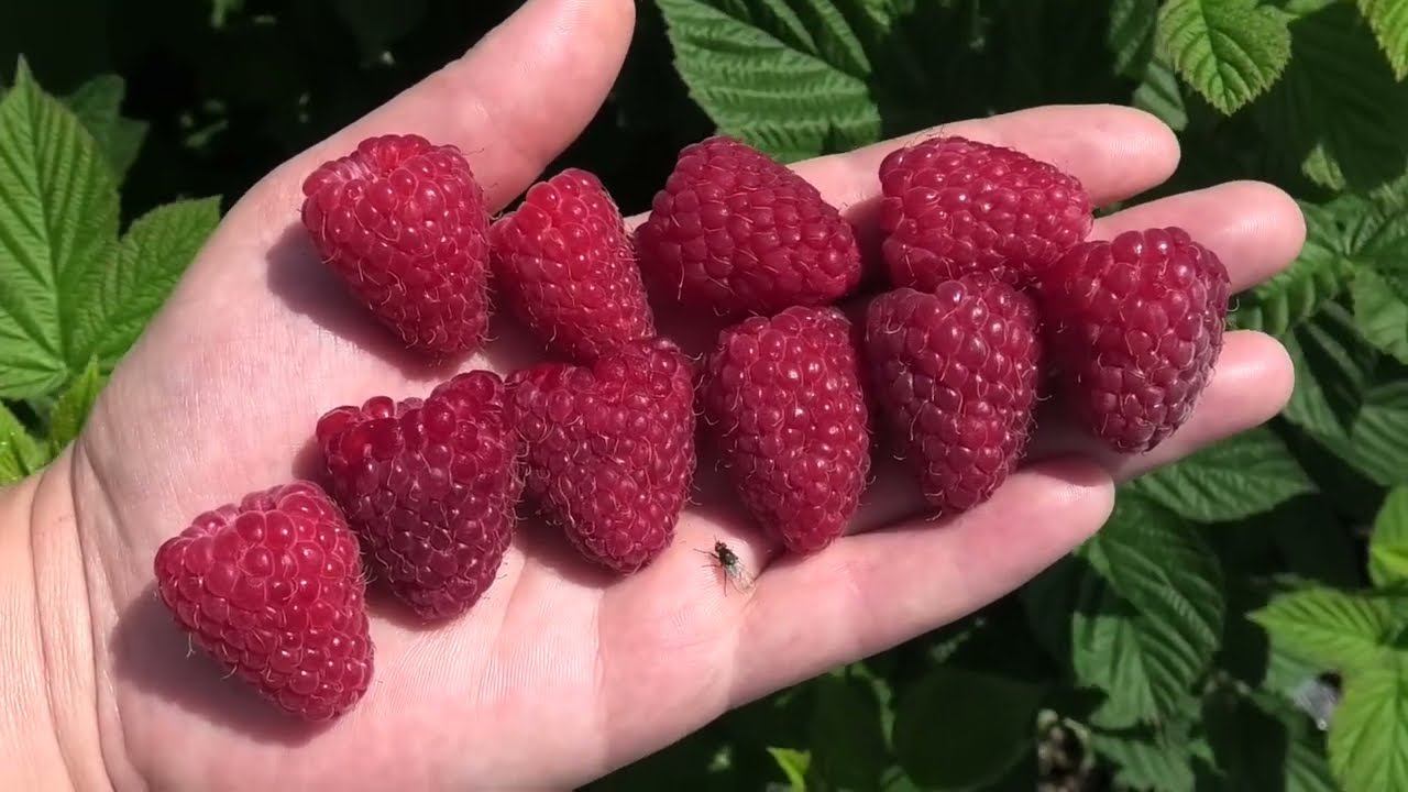 КОРПИКО сорт малины среднеспелого срока созревания один из любимчиков смотреть онлайн