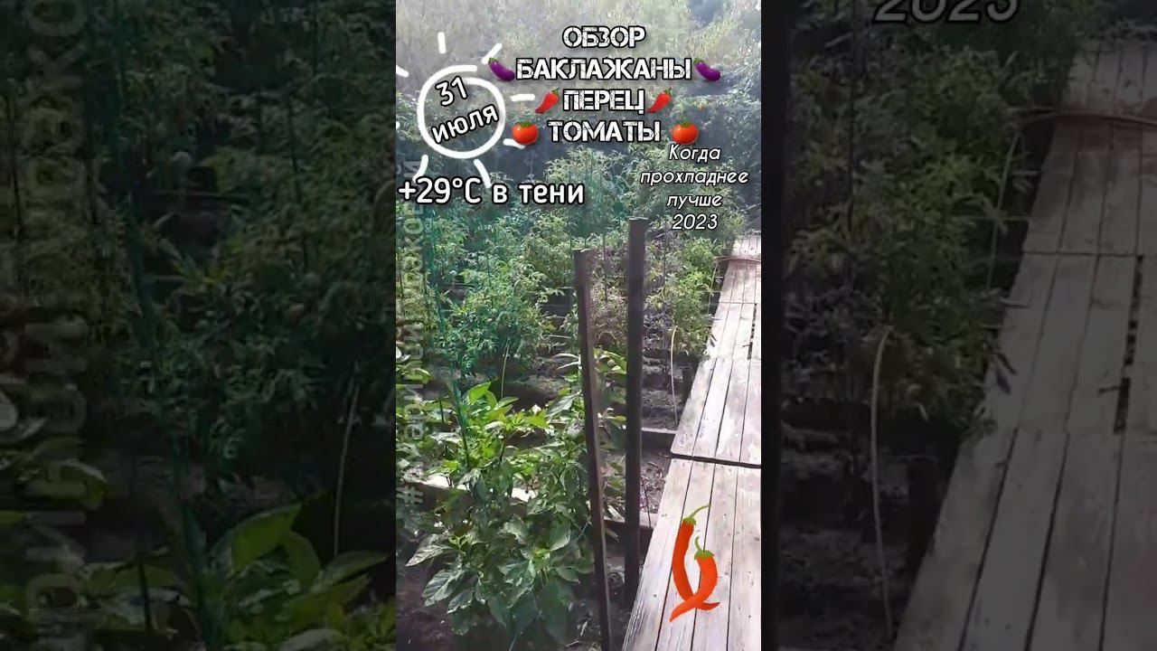 Обзор огорода в овраге, на нижней террасе. Овощам там лучше. Волгоград. Часть 2-ая 31 июля смотреть онлайн