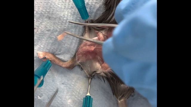 Mouse Popliteal Lymph Node Harvesting смотреть онлайн