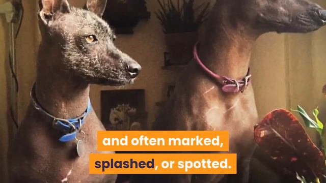 XOLOITZCUINTLE (Xolo Dog) | Everything You Need To Know About The Mexican Hairless Dog смотреть онлайн