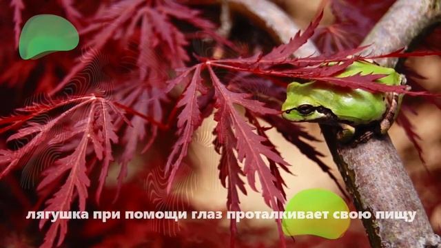 Лягушки в дикой природе#животные#природа смотреть онлайн
