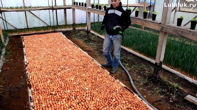 Полив посаженного лука в опилки смотреть онлайн