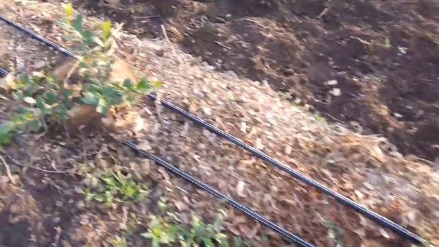 обзор итога вегетации голубики