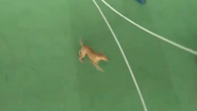 Agility Irish terrier смотреть онлайн