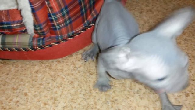 Маленьки злой котик смотреть онлайн