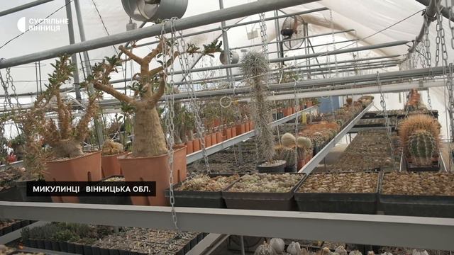 Хавортії, гастерїі, конофітуми, цифостеми: як вінничанин вирощує сукуленти