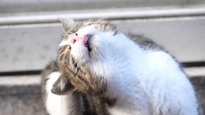 Что миллион котов сделали с городом Стамбул, Турция.