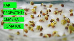 ПРОРАЩИВАНИЯ СЕМЯН ТОМАТОВ ПО МОЕМУ РЕЦЕПТУ. Как проращивать семена перед посевом.