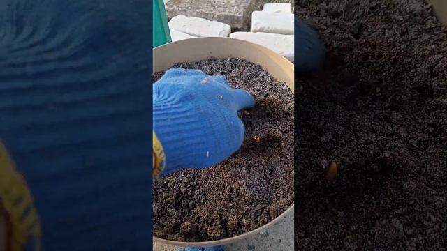 Тюльпаны 🌷🌷 перезимовали на улице. Выжили без укрытия . Роза Мими Эден после морозов.