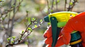 Чем и как обработать крыжовник весной для профилактики мучнистой росы