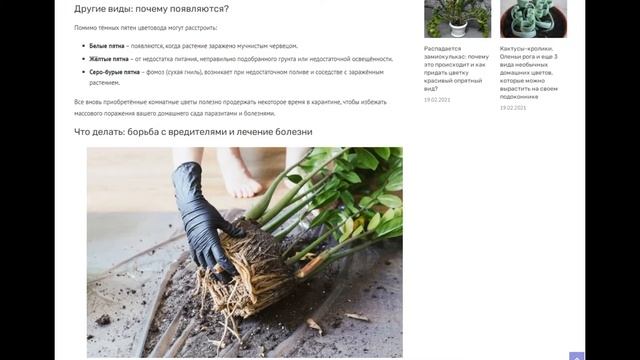 Темные пятна на стебле и листьях замиокулькаса: причины их появления и лечение долларового дерева смотреть онлайн