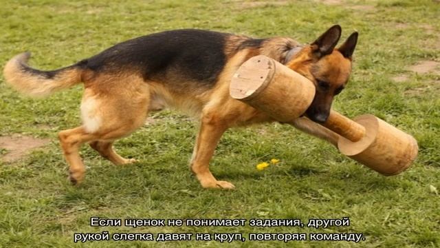 Как научить собаку командам в домашних условиях смотреть онлайн