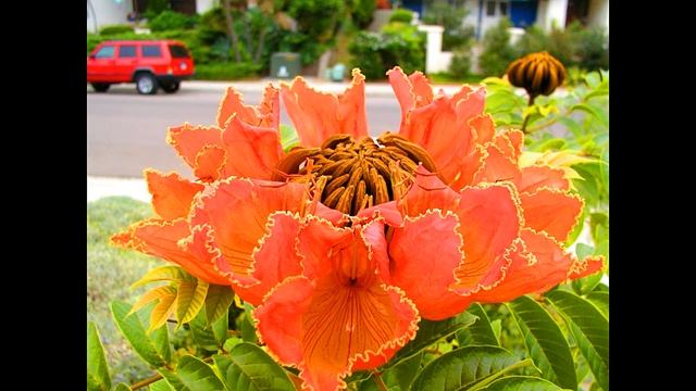 ПОТРЯСАЮЩИЕ ДЕРЕВЬЯ НАШЕЙ ПЛАНЕТЫ смотреть онлайн