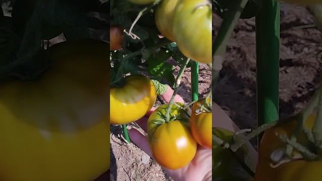 Томат гном Махагони в открытом грунте смотреть онлайн