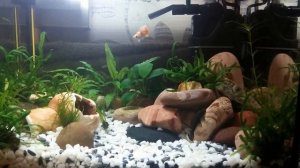 Аквариум 15 литров. 3 месяца после запуска.