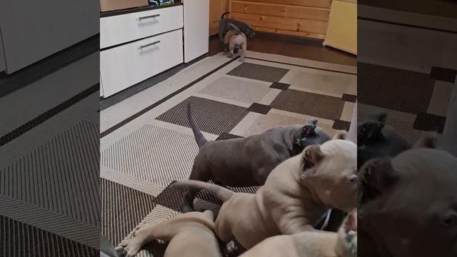 Американский булли смотреть онлайн