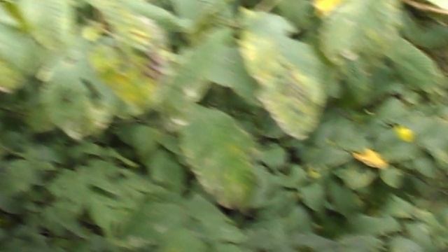 DSCN1279.AVIЭкскурсия в Северную Осетию.Дигория.